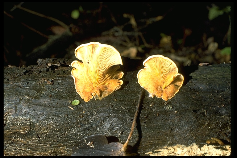 Phyllotopsis nidulans Phyllotopsis nidulans