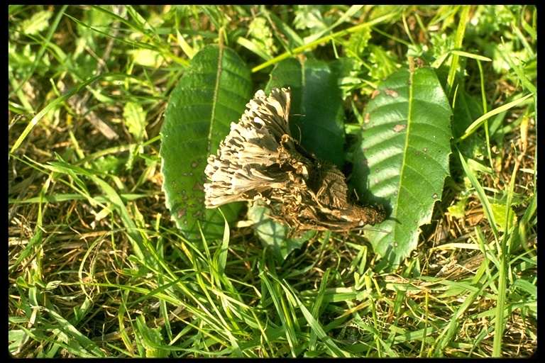 Clavulina cinerea Clavulina cinerea