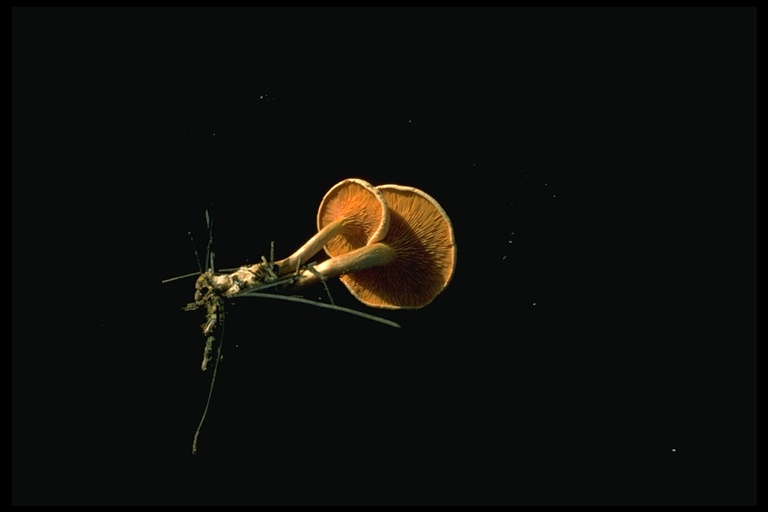 Hygrophoropsis aurantiaca Hygrophoropsis aurantiaca