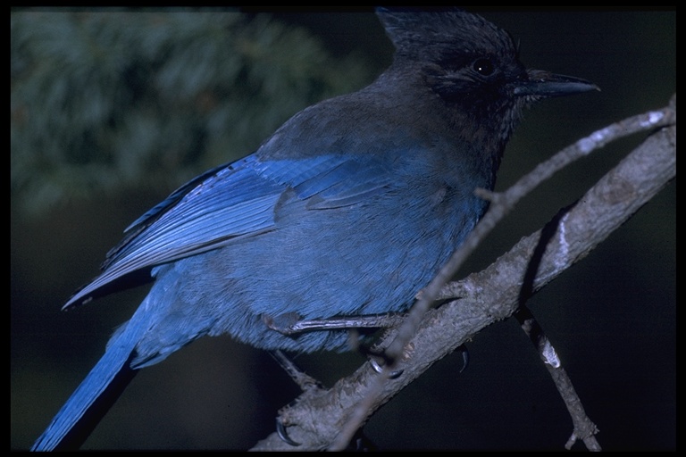 Cyanocitta stelleri