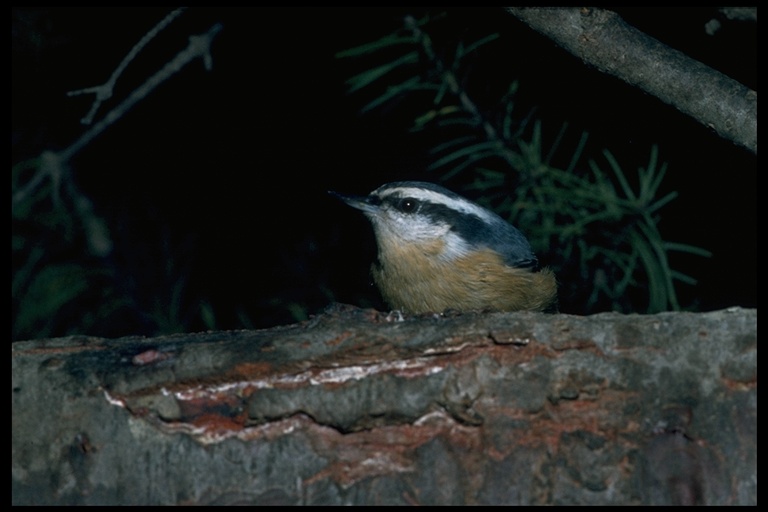 Sitta canadensis