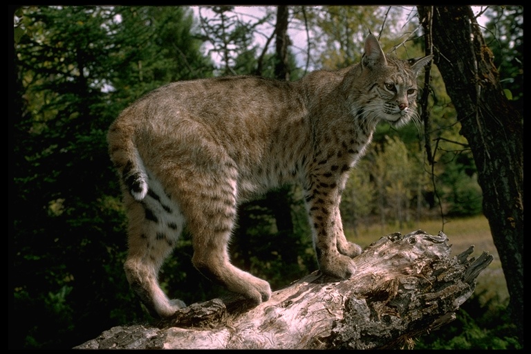 Lynx rufus