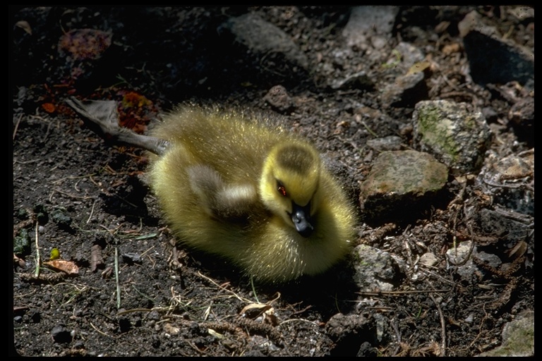 Branta canadensis Branta canadensis