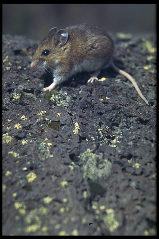 Peromyscus maniculatus Peromyscus maniculatus