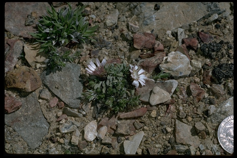 Townsendia leptotes