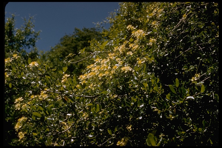 Clematis lasiantha Clematis lasiantha