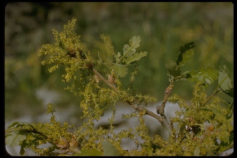 Quercus lobata