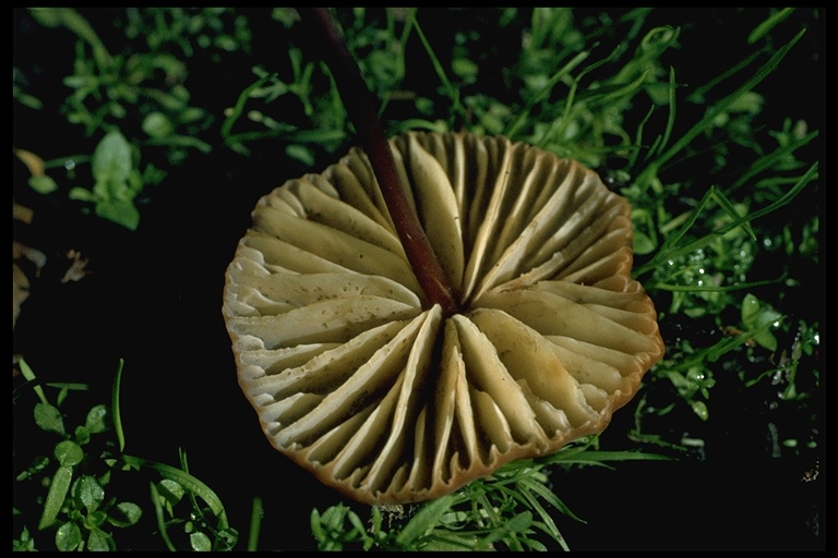 Marasmius plicatulus Marasmius plicatulus