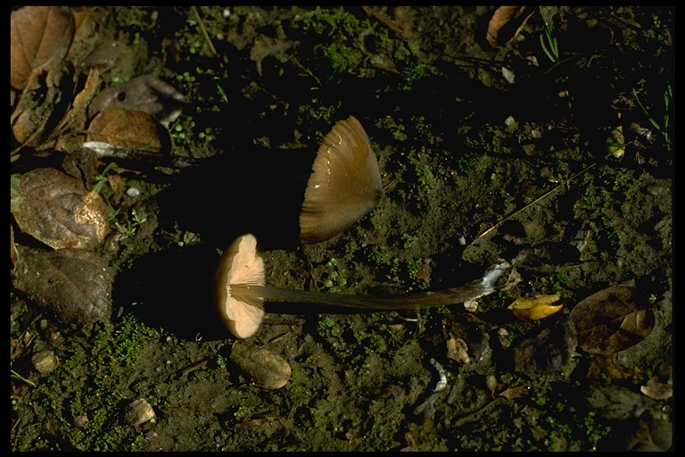 Marasmius plicatulus Marasmius plicatulus