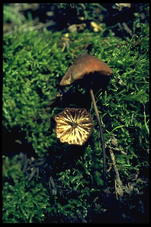 Marasmius plicatulus Marasmius plicatulus