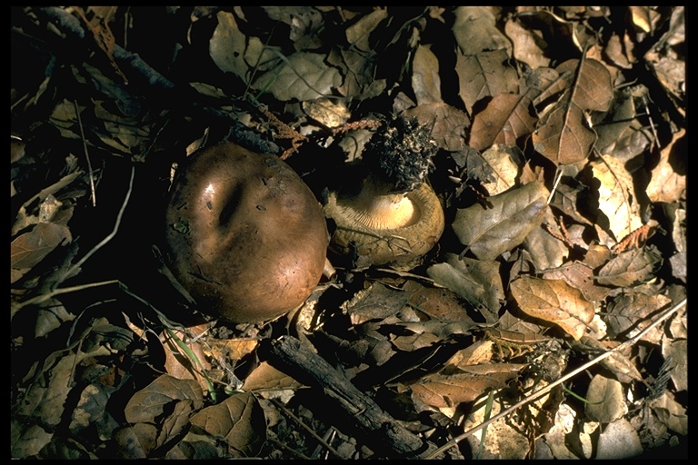Paxillus involutus Paxillus involutus