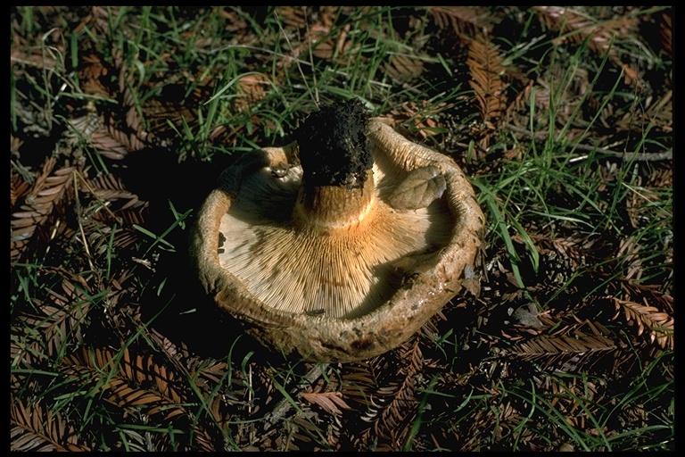 Paxillus involutus Paxillus involutus