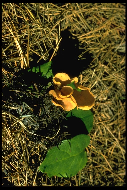 Peziza vesiculosa