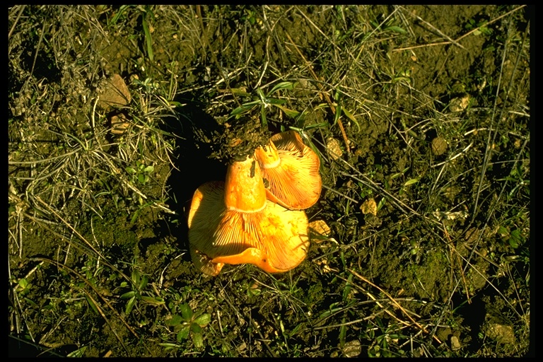 Lactarius deliciosus Lactarius deliciosus