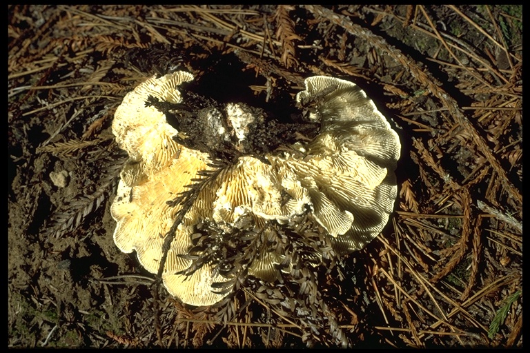 Lenzites betulina Lenzites betulina