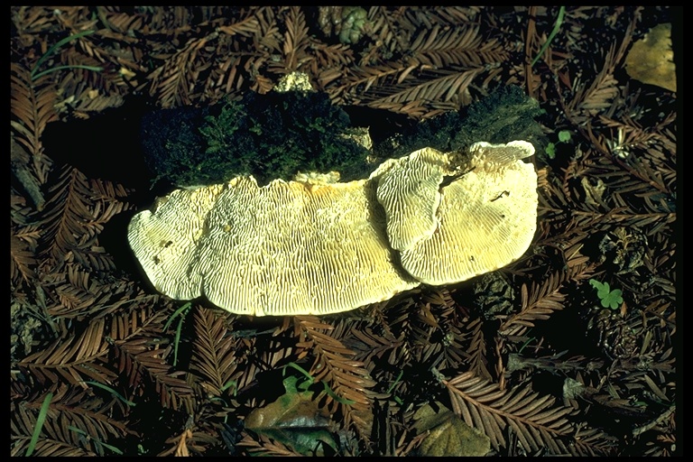 Lenzites betulina Lenzites betulina