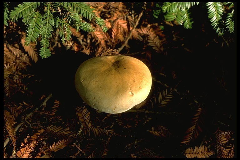 Leucopaxillus giganteus Leucopaxillus giganteus
