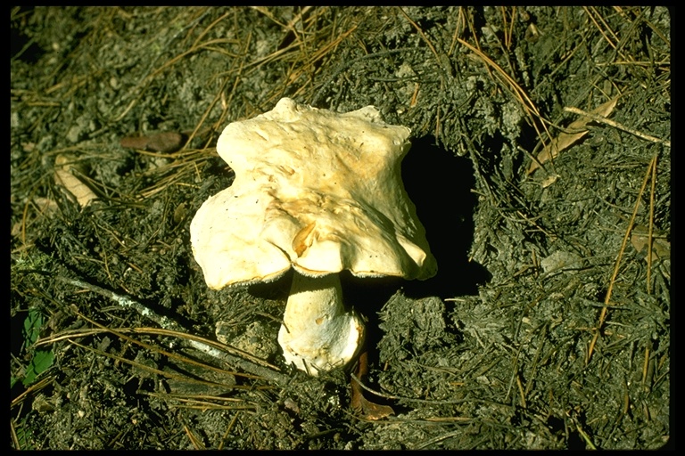 Hydnum repandum