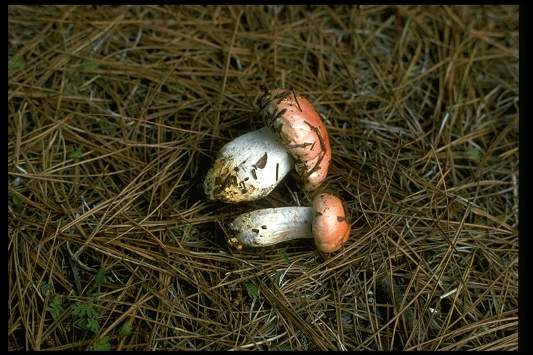 Hygrophorus pudorinus Hygrophorus pudorinus