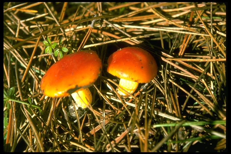Hygrocybe punicea Hygrocybe punicea