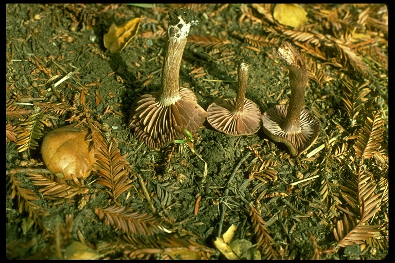 Laccaria amethysteo-occidentalis