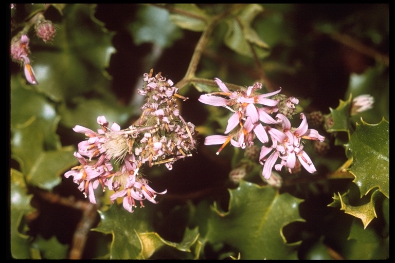 Acourtia microcephala