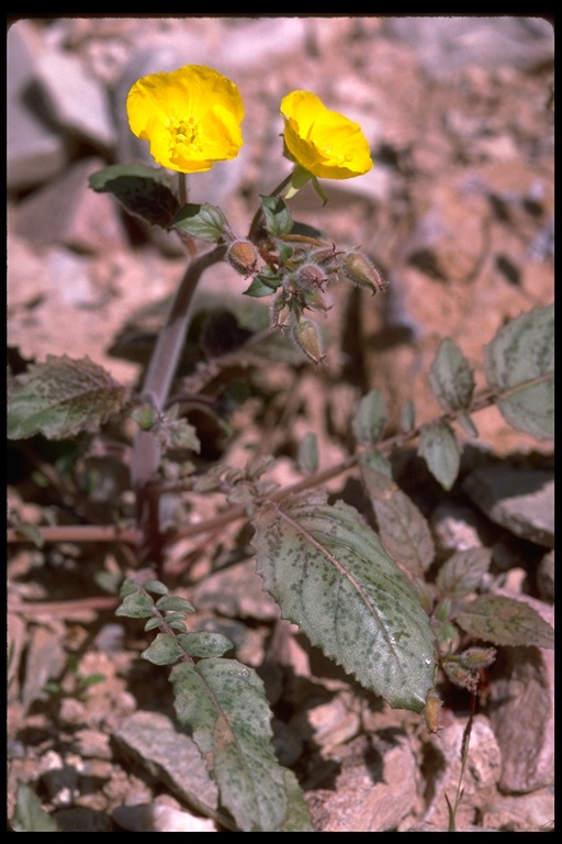 Chylismia brevipes Chylismia brevipes