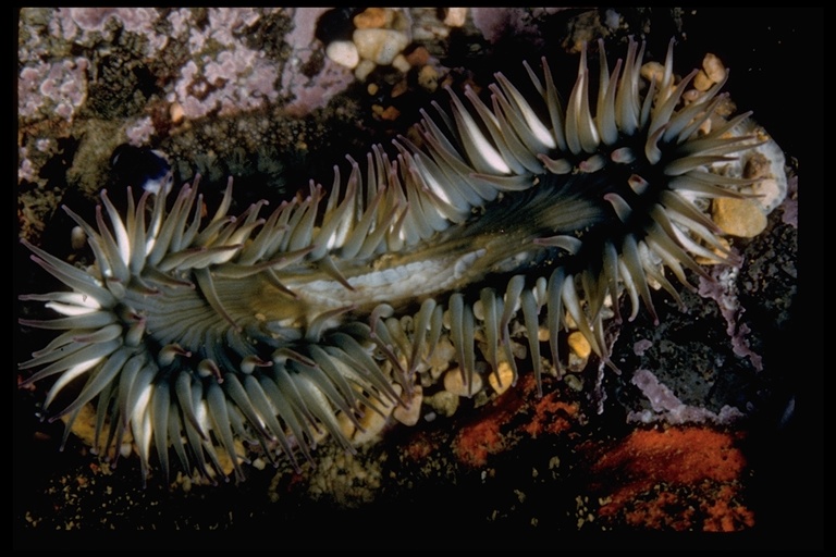Anthopleura elegantissima Anthopleura elegantissima