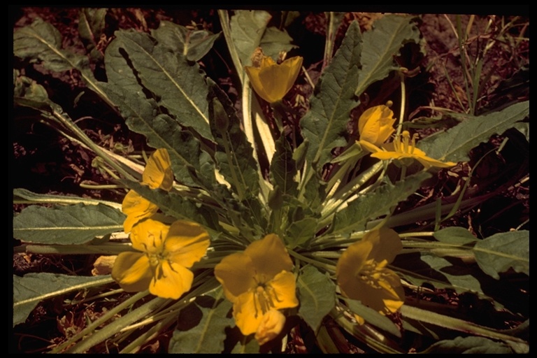 Taraxia ovata Taraxia ovata