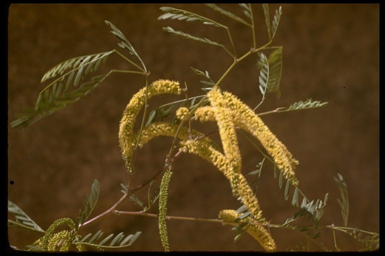 Prosopis glandulosa var. torreyana