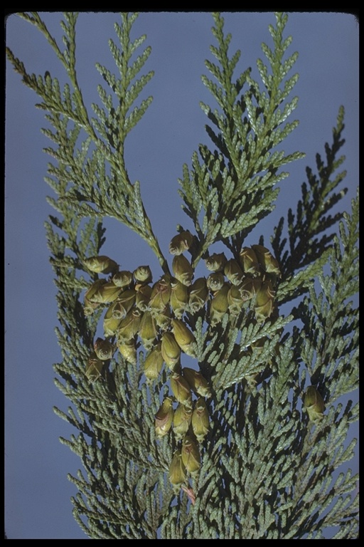 Thuja plicata