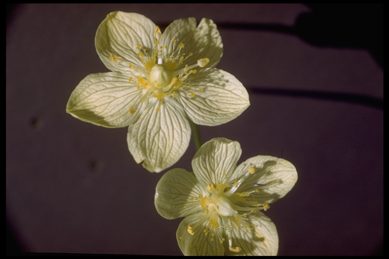 Parnassia palustris Parnassia palustris