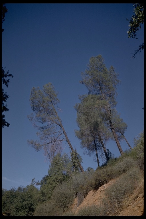 Pinus sabineana Pinus sabineana