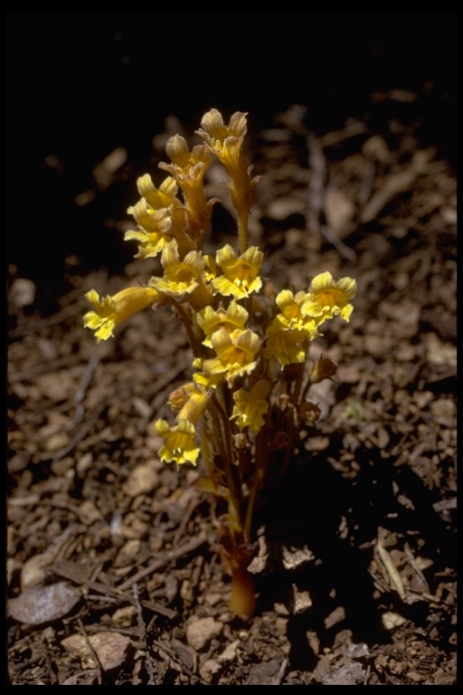 Orobanche fasciculata Orobanche fasciculata