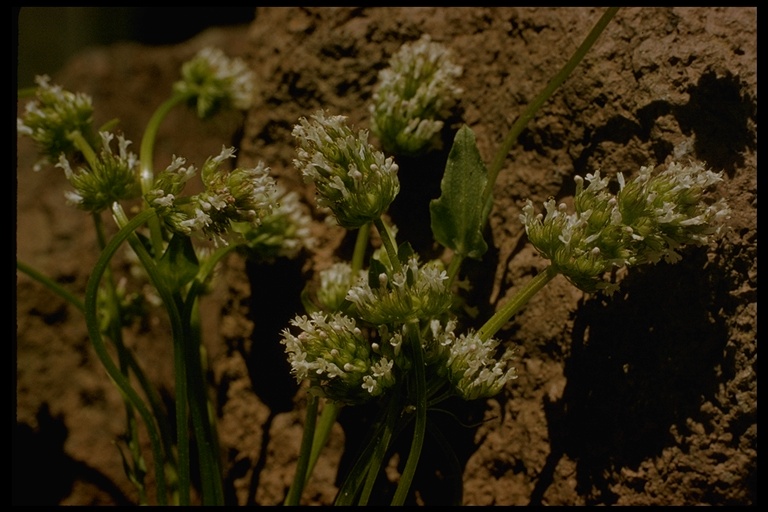 Plectritis macrocera Plectritis macrocera