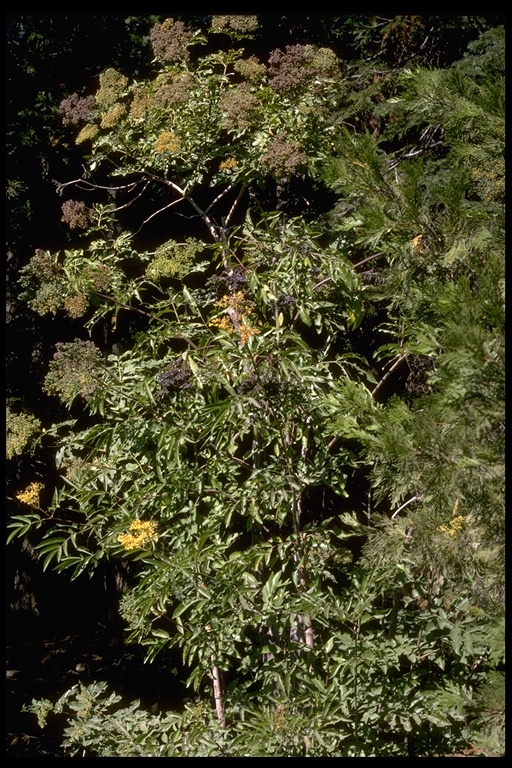 Sambucus nigra ssp. canadensis