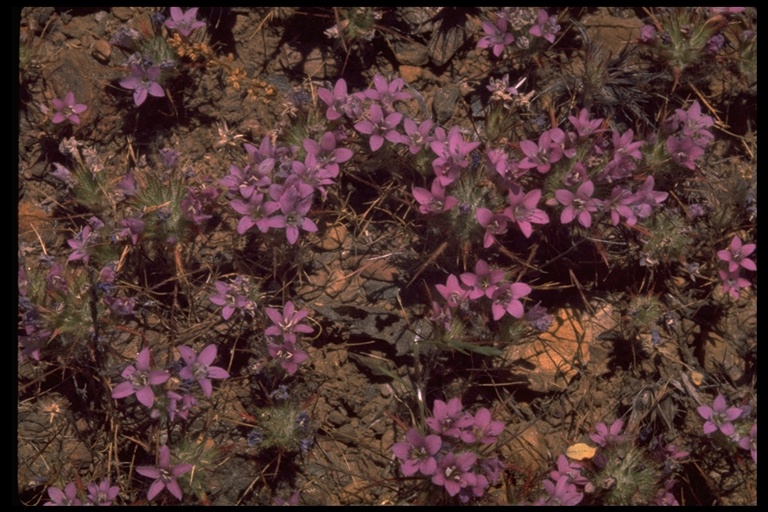 Navarretia viscidula Navarretia viscidula