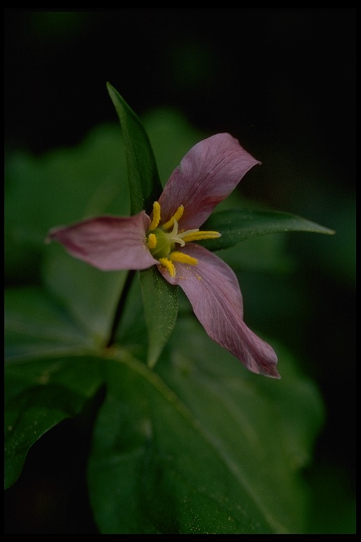 Trillium ovatum ssp. ovatum Trillium ovatum ssp. ovatum