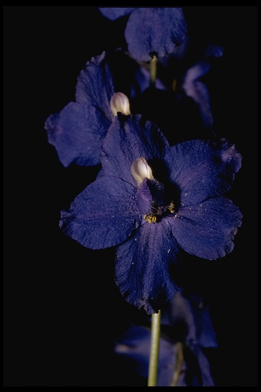 Delphinium sp. Delphinium sp.