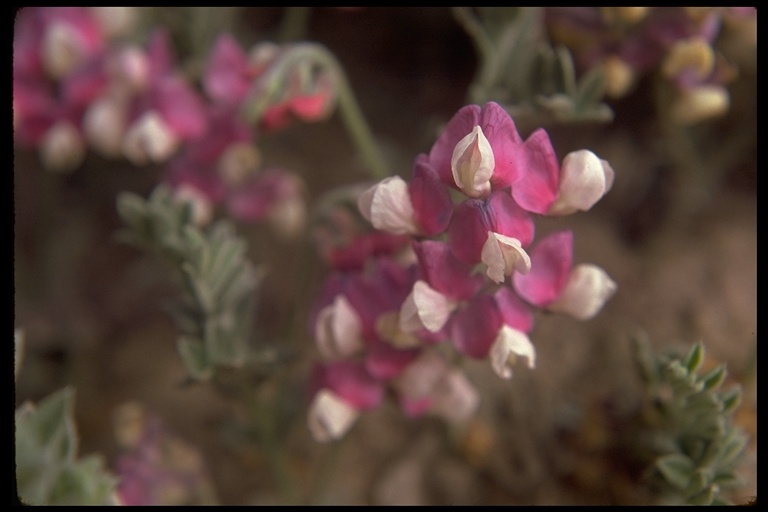 Lathyrus littoralis Lathyrus littoralis