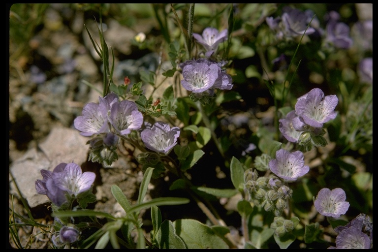 Phacelia divaricata
