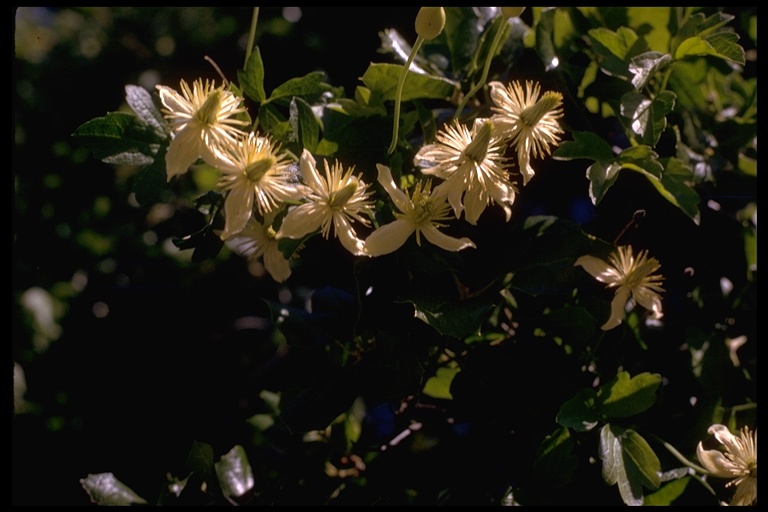 Clematis lasiantha Clematis lasiantha