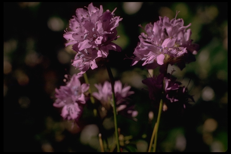 Gilia achilleifolia ssp. achilleifolia