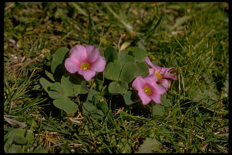 Oxalis purpurea