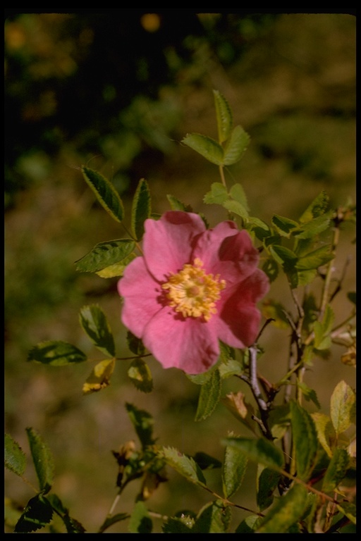 Rosa californica Rosa californica
