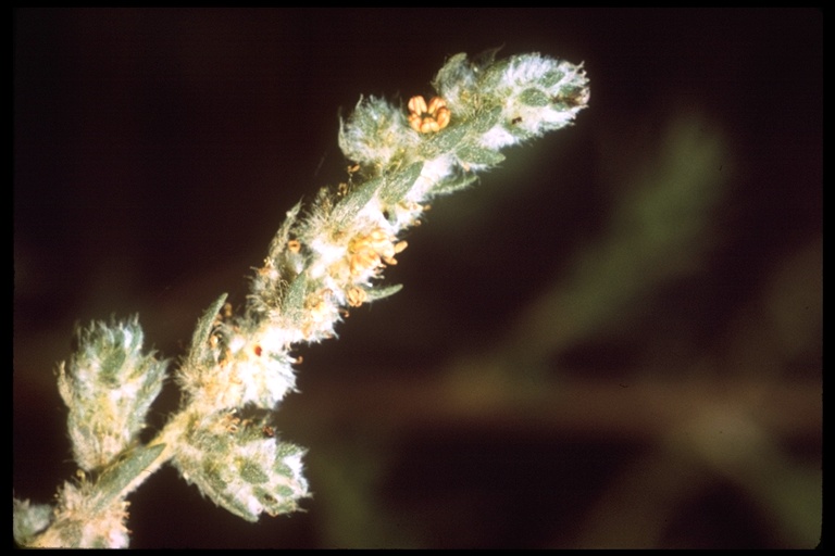 Bassia hyssopifolia