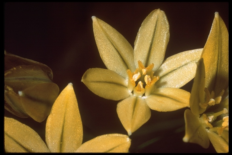 Triteleia ixioides
