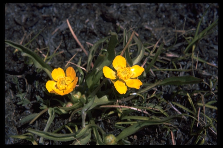 Ranunculus alismifolius var. alismellus