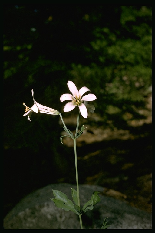 Lilium washingtonianum ssp. washingtonianum Lilium washingtonianum ssp. washingtonianum