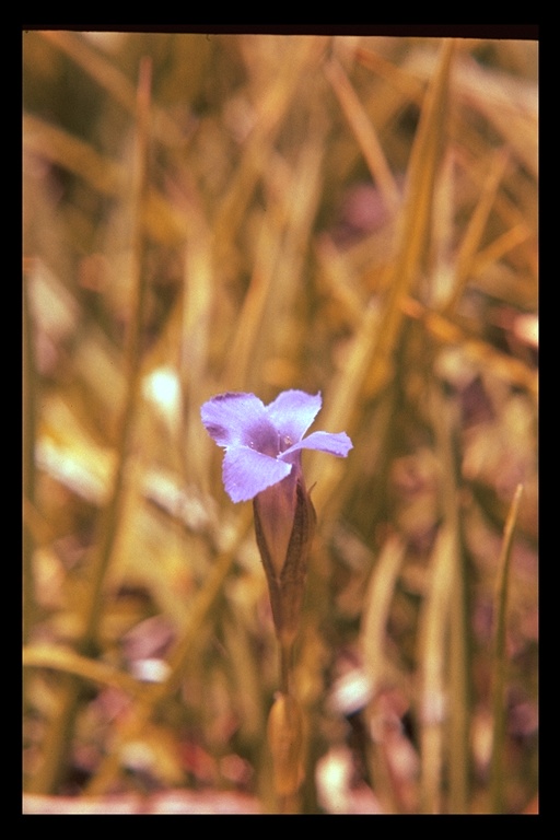 Gentianopsis simplex Gentianopsis simplex